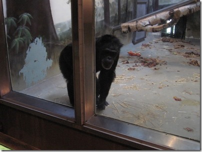 IMG_0274 Chimpanzee at the Oregon Zoo in Portland, Oregon on November 10, 2009