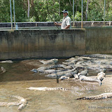Krokodyli farma, 12 mesicu stari