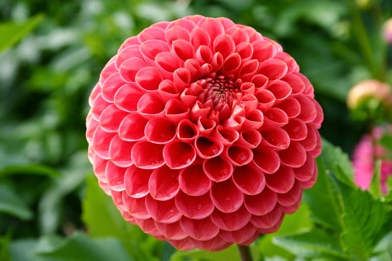 dahlia