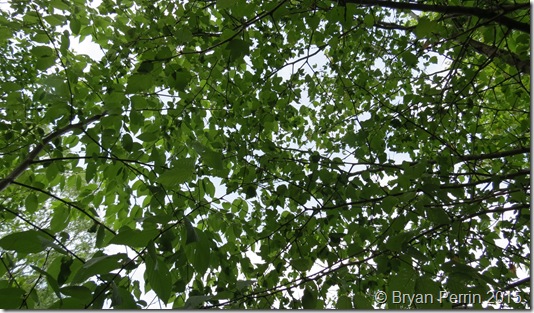 Before Beltaine Hawthorne and Birch from below