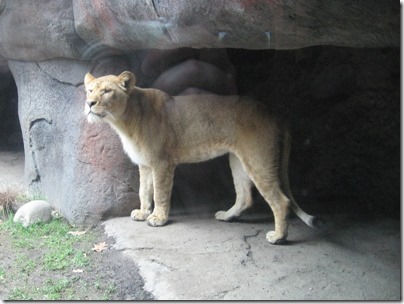 IMG_0355 African Lion at the Oregon Zoo in Portland, Oregon on November 10, 2009