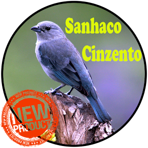 Download Canto Sanhaco Cinzento For PC Windows and Mac