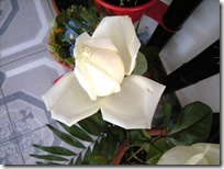 White rose 06