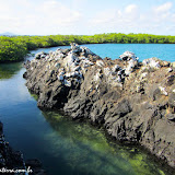 Tintoreras - Isabela - Galápagos, Equador