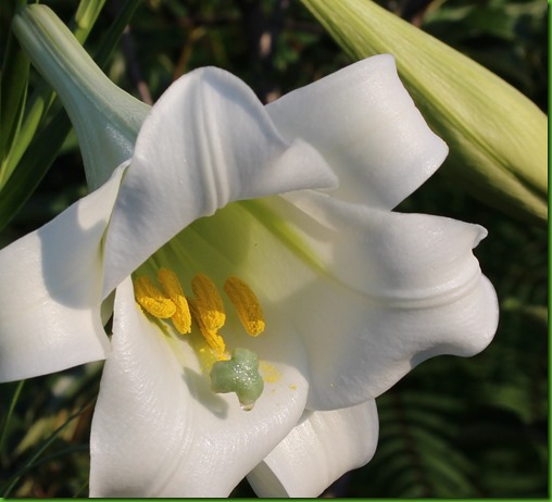 Lilium formosanum