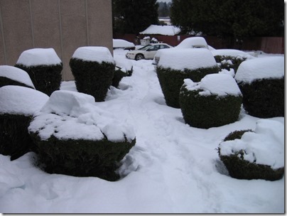 IMG_4895 Snow in Milwaukie, Oregon on December 24, 2008