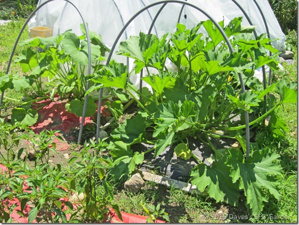 Squash_plants