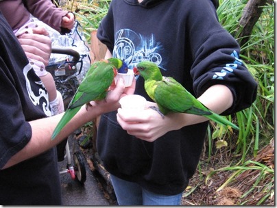 IMG_0508 Lorikeets at the Oregon Zoo in Portland, Oregon on November 10, 2009