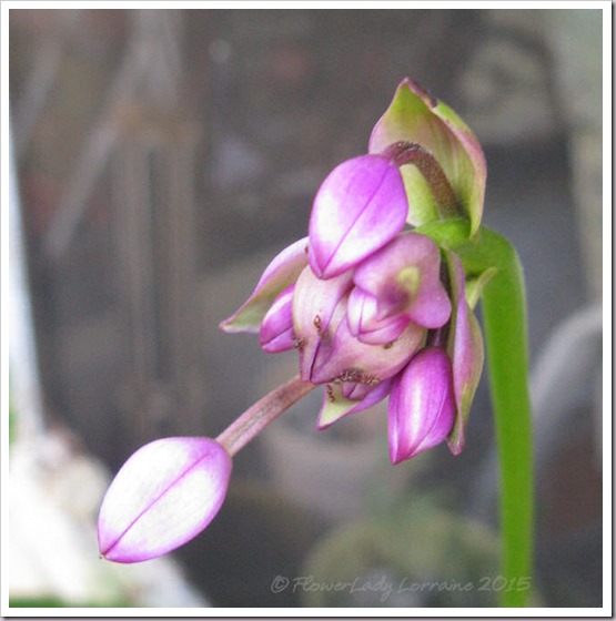 09-25-grnd-orchid