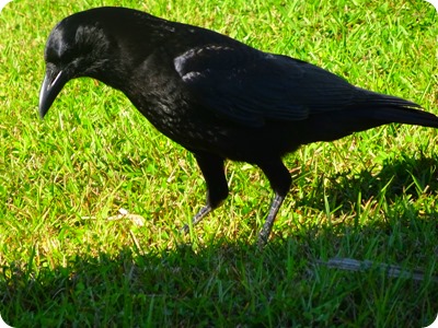 American crow