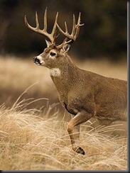 This is the closest I could get to his look.   The antlers were thicker and the drop tine pointed towards the ground. 