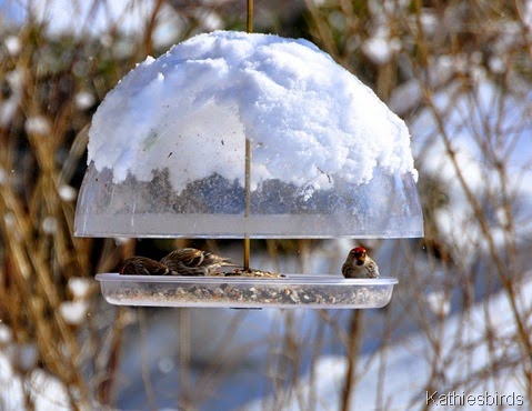 4. redpolls feb25-kab