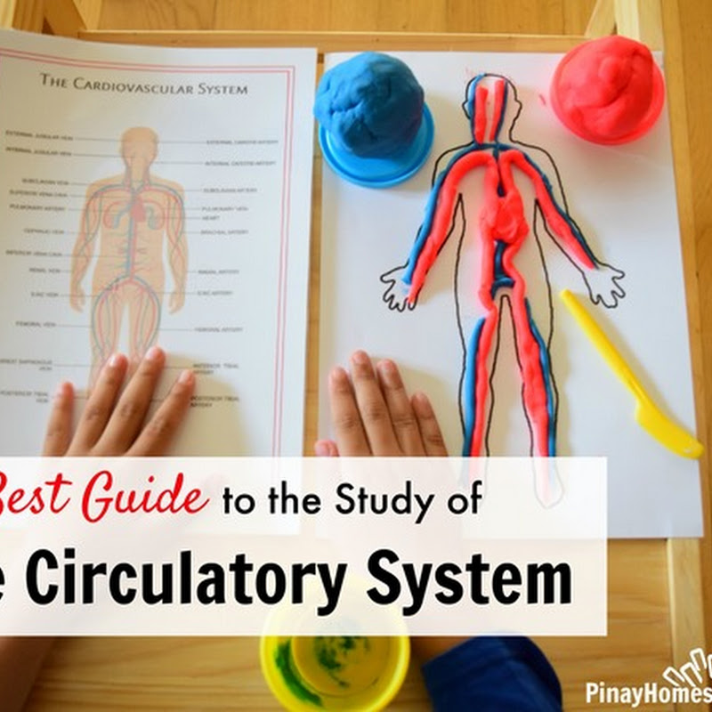 The Study Of The Circulatory System For Kids