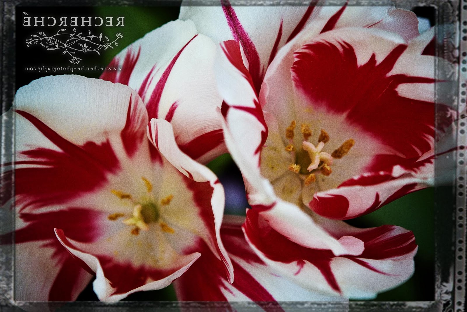 Friday Fine Art Flower: Red