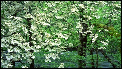 dogwood tree3