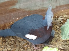201506.21-025 pigeon couronné