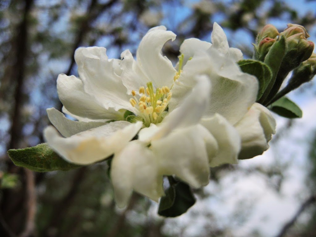 [20150510_083901-apple-blossom%255B3%255D.jpg]