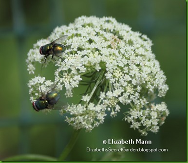 08-flies on flowers