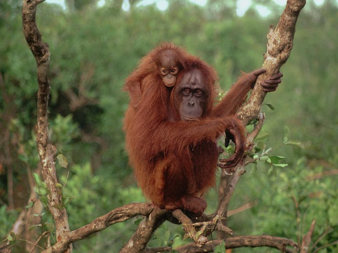 [Orangutans%255B2%255D.jpg]