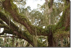 Moss and ferns-2