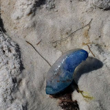 A jellyfish on the beach in Destin FL 03202012
