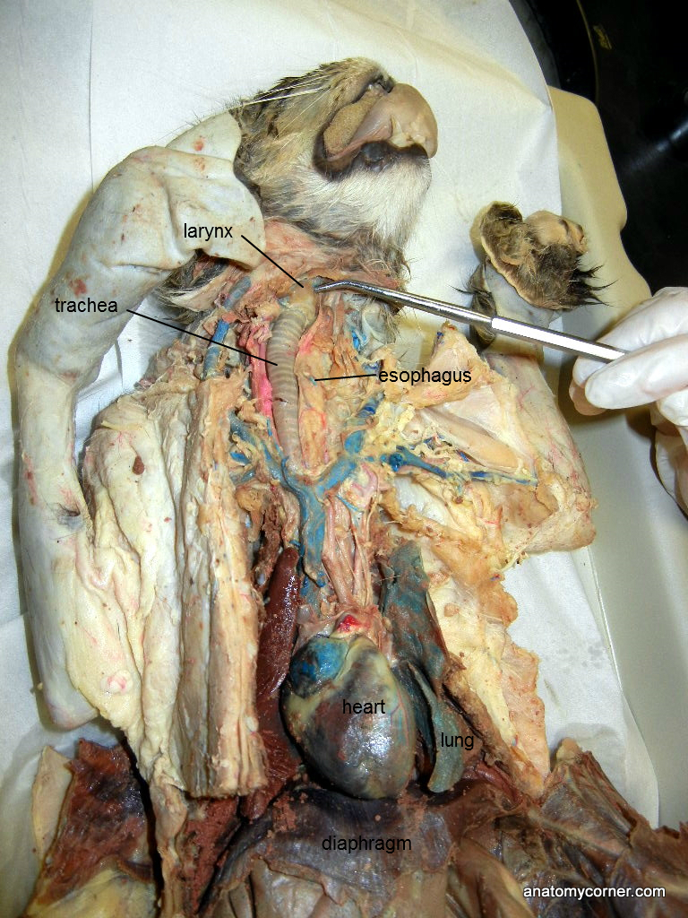 Respiratory System | Anatomy Corner