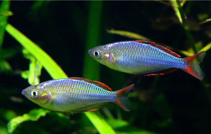 [be-ca-canh-dwarf_rainbowfish_Neon_ra%255B11%255D.jpg]