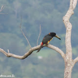 Tucano  Araçari, no hotel Bocas Ridge -  Bocas del Toro, Panamá