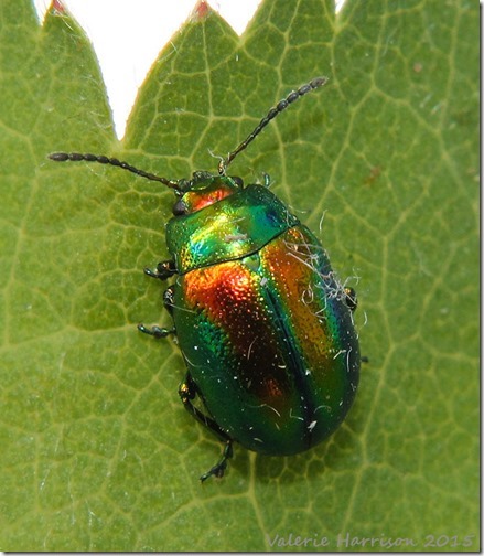 Chrysolina-1