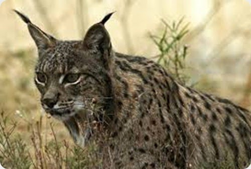 lince iberico