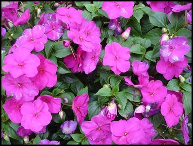 Impatiens2