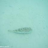 Peixe no fundo - Praia Balandra -  La Paz, BCS, México