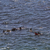 Pescadores de abalone, molusco comestível e com concha de madrepérola - Hwy 1, California, EUA