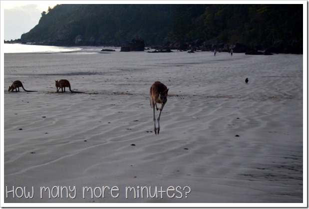 Sunrise With the Wallabies, Cape Hillsborough NP | How Many More Minutes?