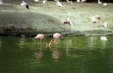 1990.09.03-088.34 flamants