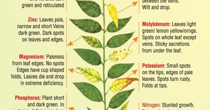 Deficiency Chart Of Micronutrients