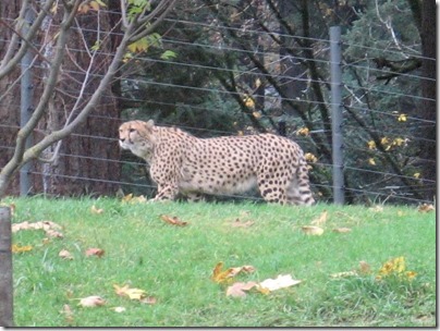 IMG_0360 Cheetah at the Oregon Zoo in Portland, Oregon on November 10, 2009