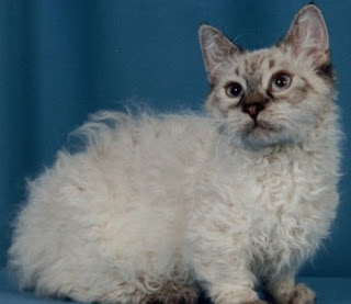 Ultimate Cat: Hybrid Cats: The Skookum