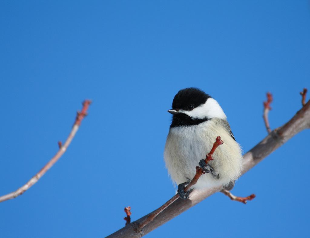 Ok, this one is the one I wanted to post, a black capped chickadee.
