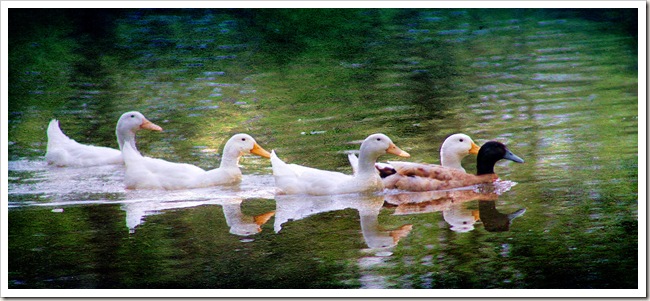 duck painting