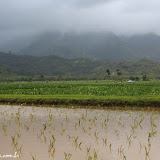 Hanalei Valley e as plantações de taro  -  Kauai, Havaí, EUA