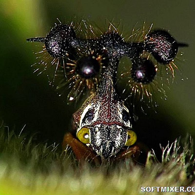 Десятка самых жутких насекомых планеты