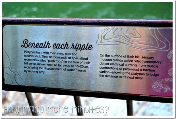 Platypus Viewing at Eungella | How Many More Minutes?