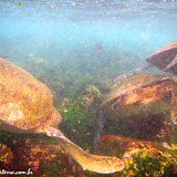 Snorkel com tartarugas - Tintoreras - Isabela - Galápagos, Equador