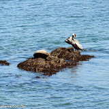 Pelicanos e foca dividindo o sol -  Monterey, Califórnia, EUA