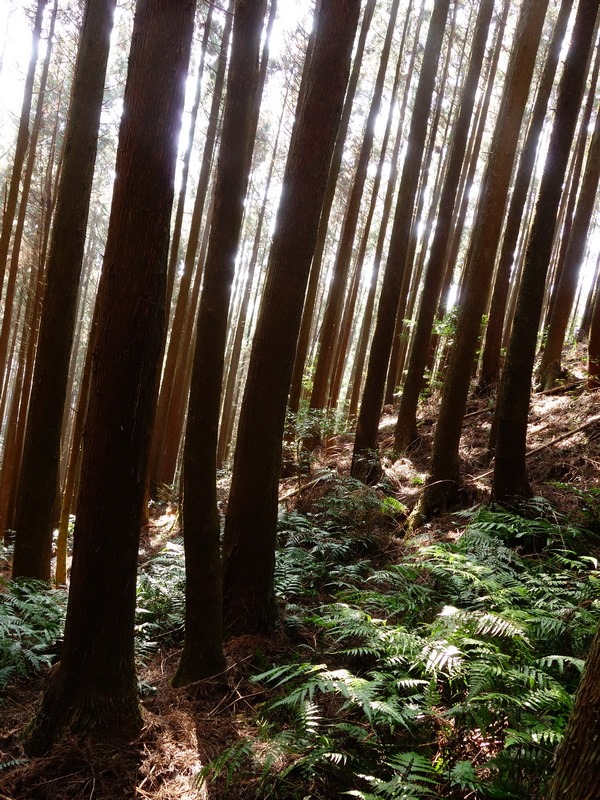 2014_0118 鳶嘴山西北稜→大崠山來回_068