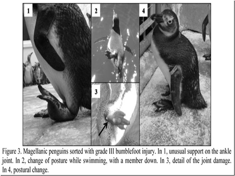 pinguins-aquario (2)