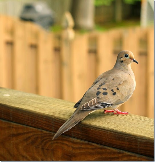 turtledove