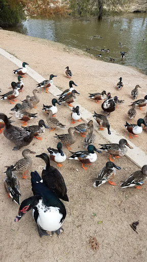 Park «Heritage Duck Pond Park», reviews and photos, 900 S Ellison Dr, San Antonio, TX 78245, USA