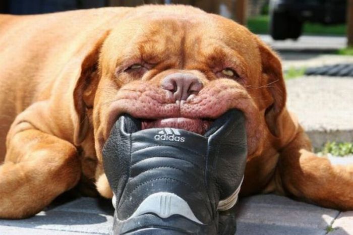 Its a Dogs Life (Funny Pics)